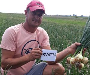 Cebula SV4774 NW w Gospodarstwie Marcina Szwagrzyk