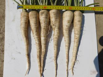 Pietruszka korzeniowa Comanche