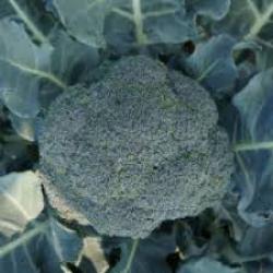 Oferta specjalna brokuł SV3277BL(Lord)