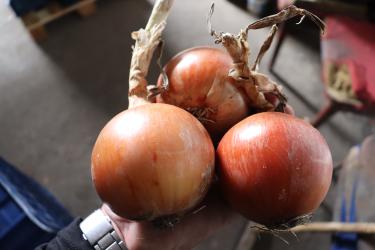 Cebula Ambrador w Hurtowni Flortom