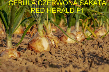 Cebula czerwona Red Herald F1