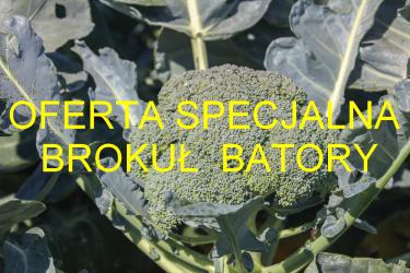 Oferta specjalna brokuł Batory F1