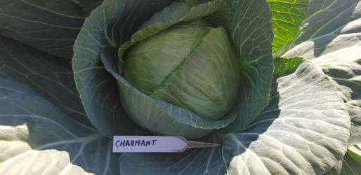 Charmant F1 Silna odmiana o średniej wielkości główek podczas lata.